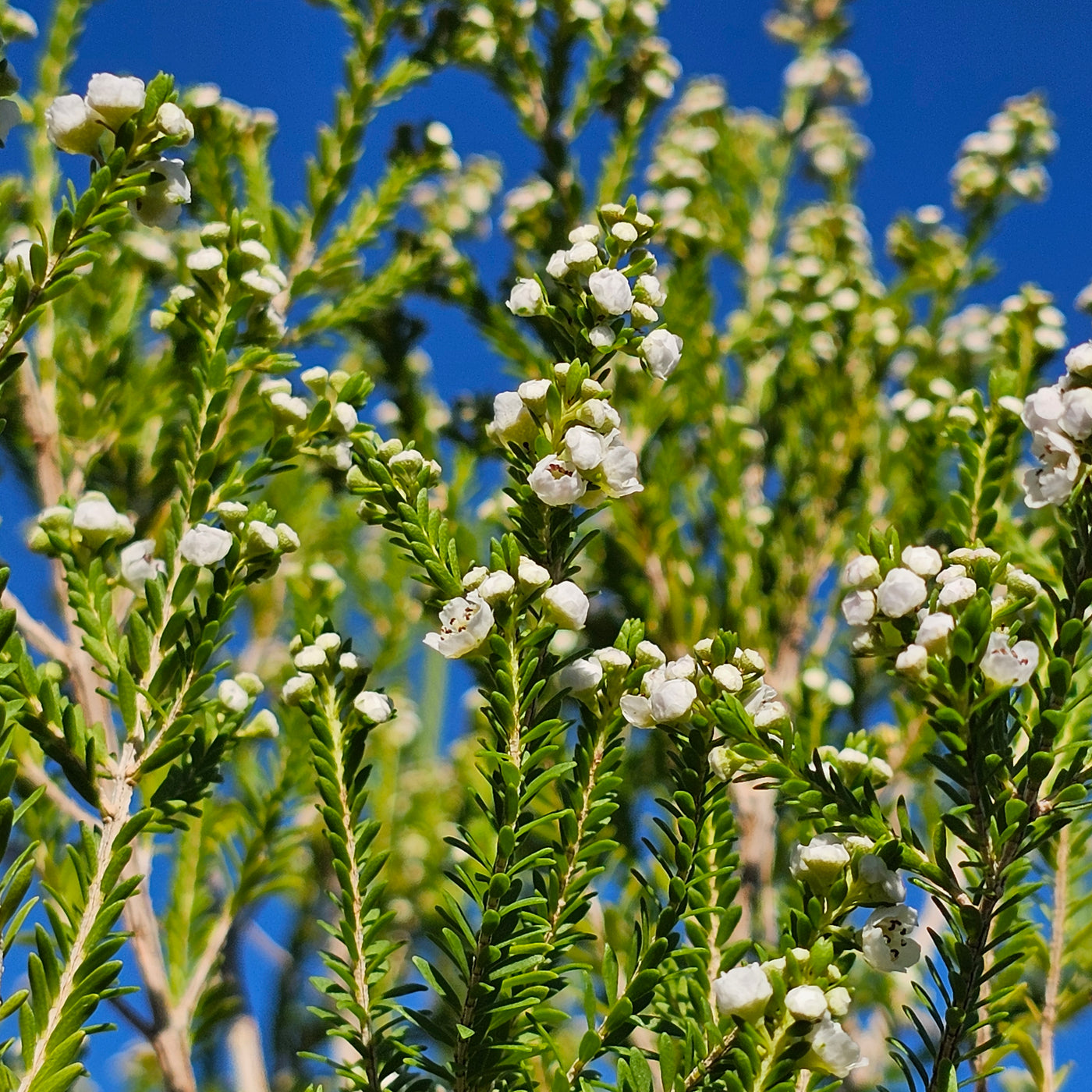 Thryptomene saxicola | Super-Nova