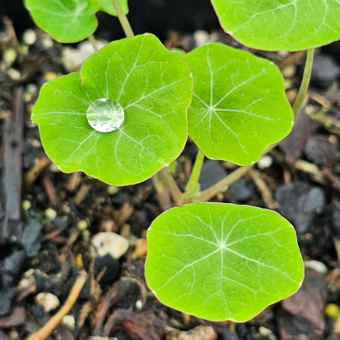 Tropaeolum majus | Nasturtium | Peach Melba