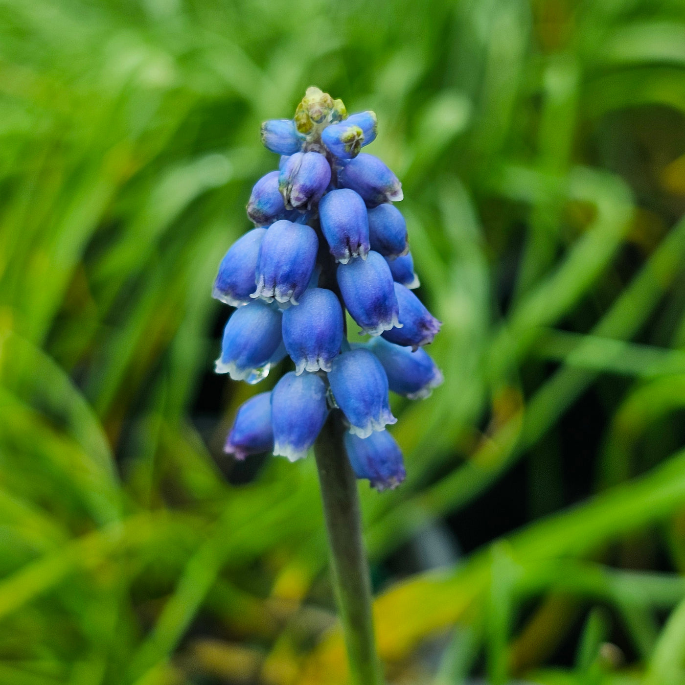 Muscari neglectum | Grape Hyacinth