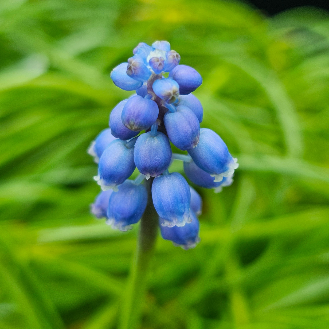 Muscari neglectum | Grape Hyacinth