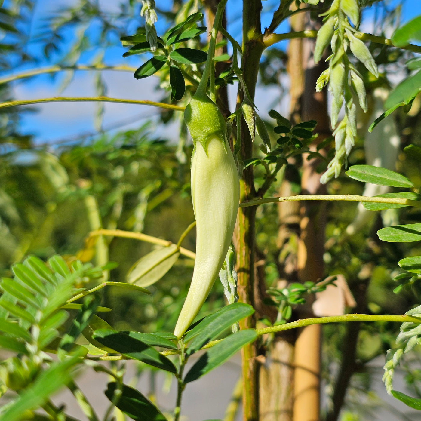 Clianthus puniceus | Albus | White Kakabeak