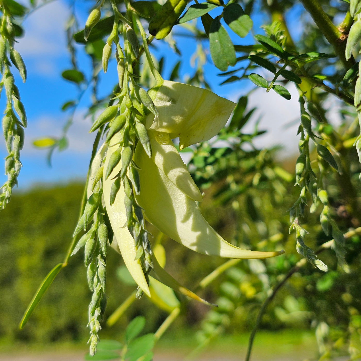 Clianthus puniceus | Albus | White Kakabeak