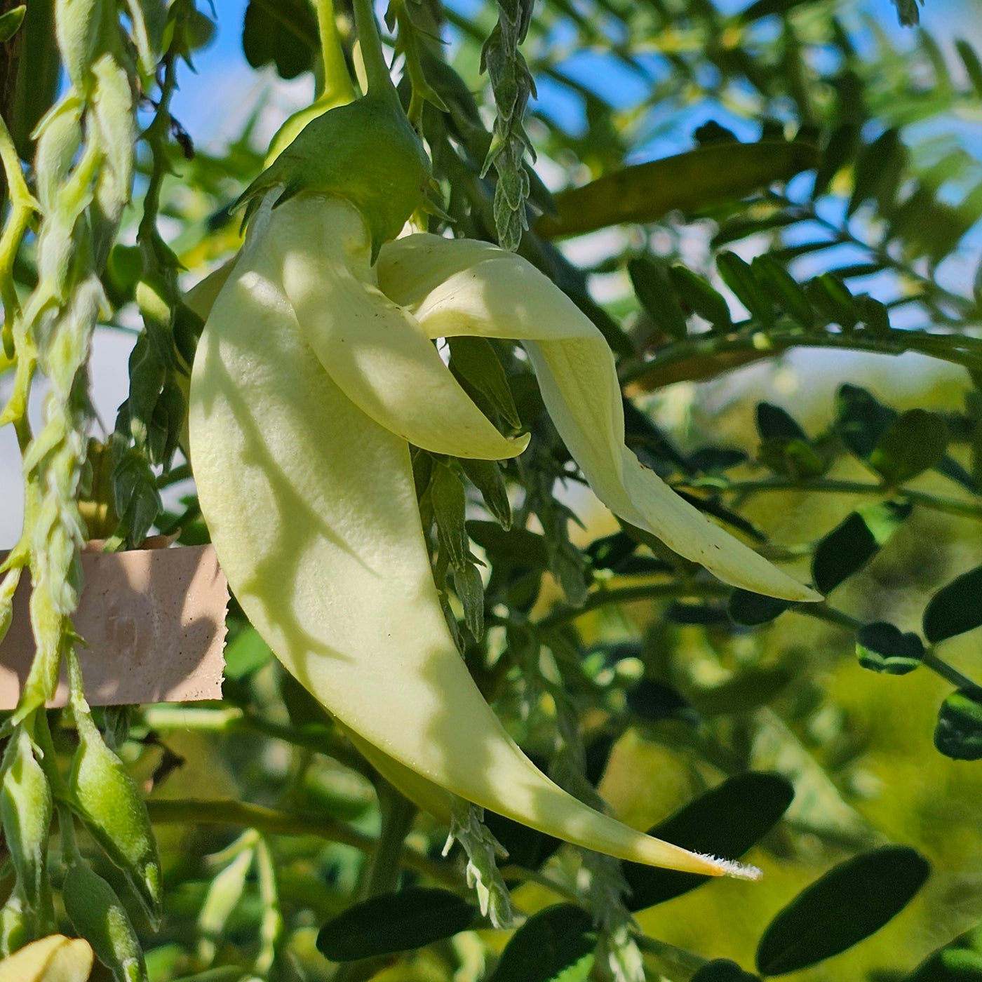 Clianthus puniceus | Albus | White Kakabeak