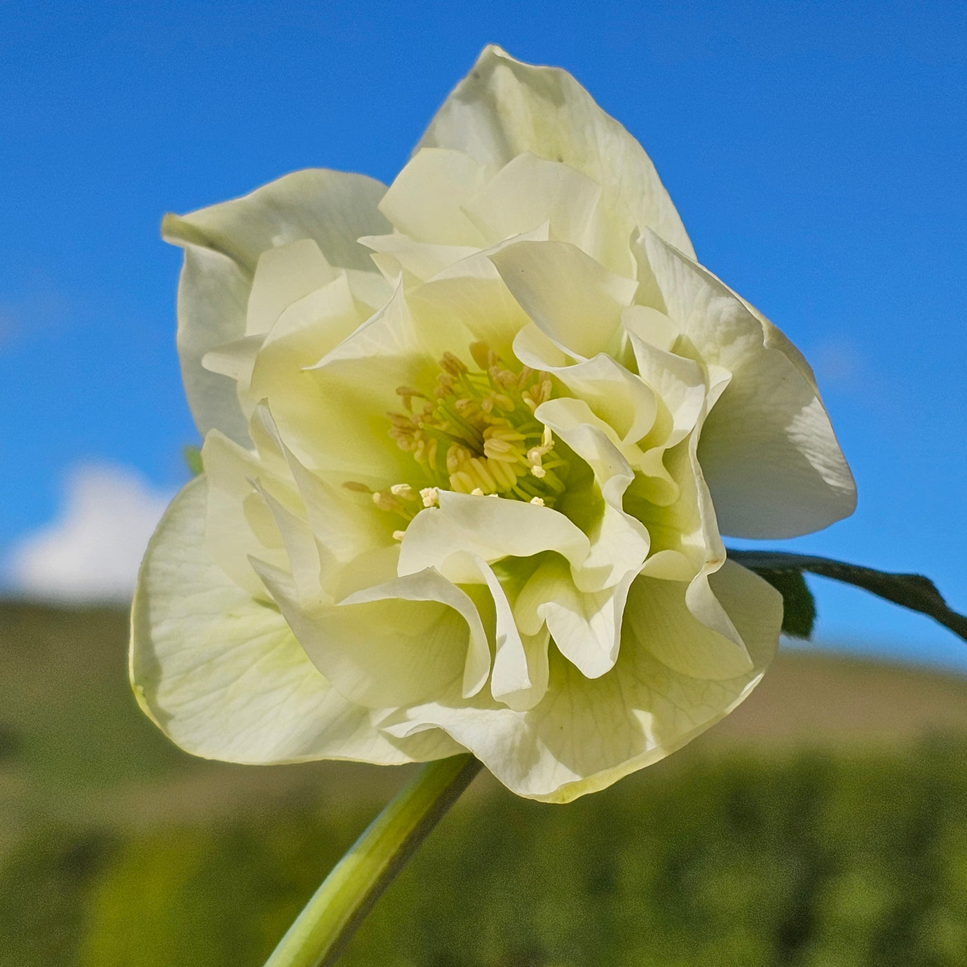 Helleborus x hybridus | White Double Hybrid | 2.5L