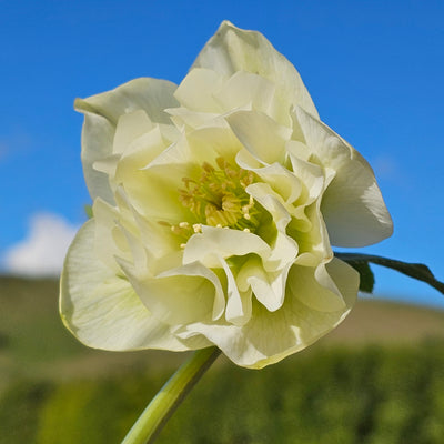 Helleborus x hybridus | White Double Hybrid | 2.5L