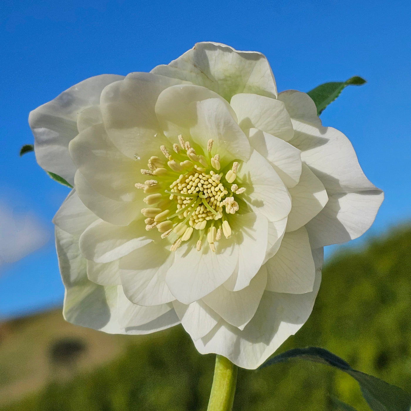 Helleborus x hybridus | White Double Hybrid | 2.5L