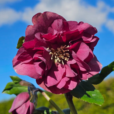 Helleborus x hybridus | Shades of Pink Double Hybrid | 2.5L