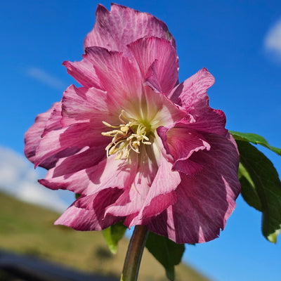 Helleborus x hybridus | Shades of Pink Double Hybrid | 2.5L