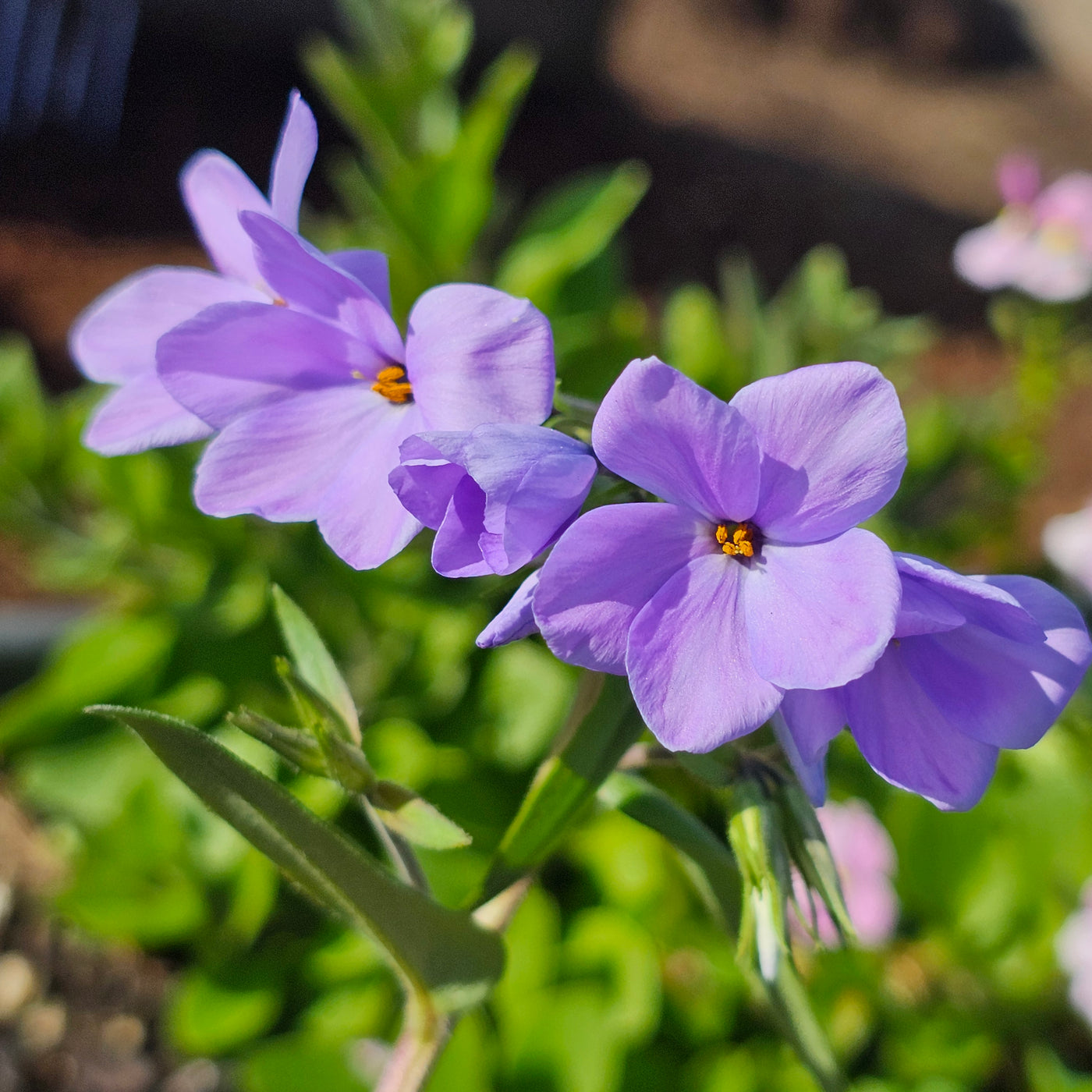 Phlox stolonifera | Blue Woodland Phlox