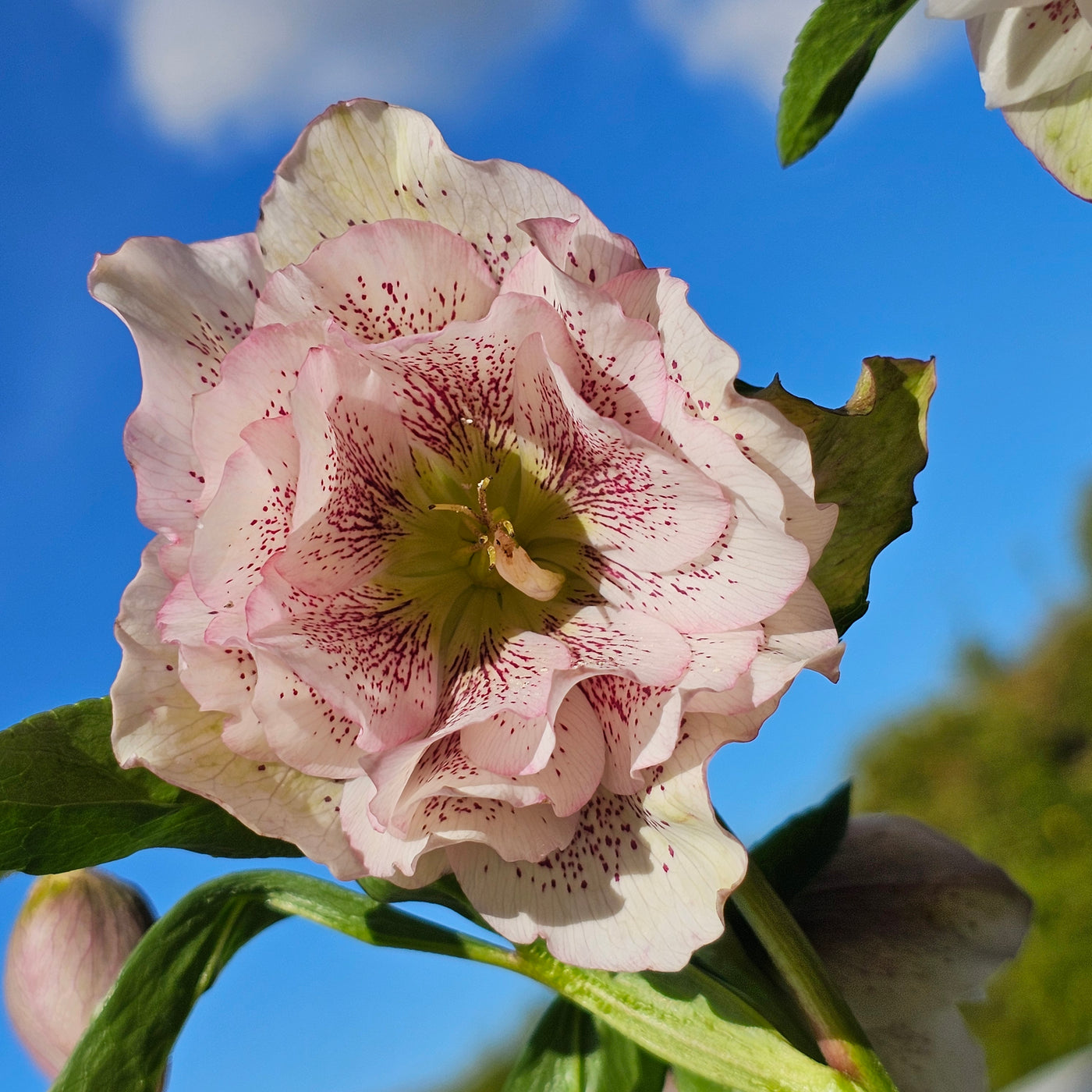 Helleborus x hybridus | Shades of Pink Double Hybrid | 2.5L