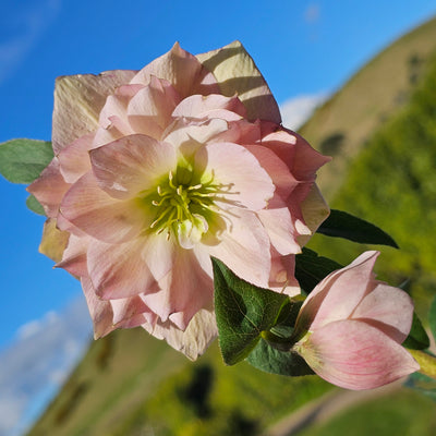 Helleborus x hybridus | Shades of Pink Double Hybrid | 2.5L