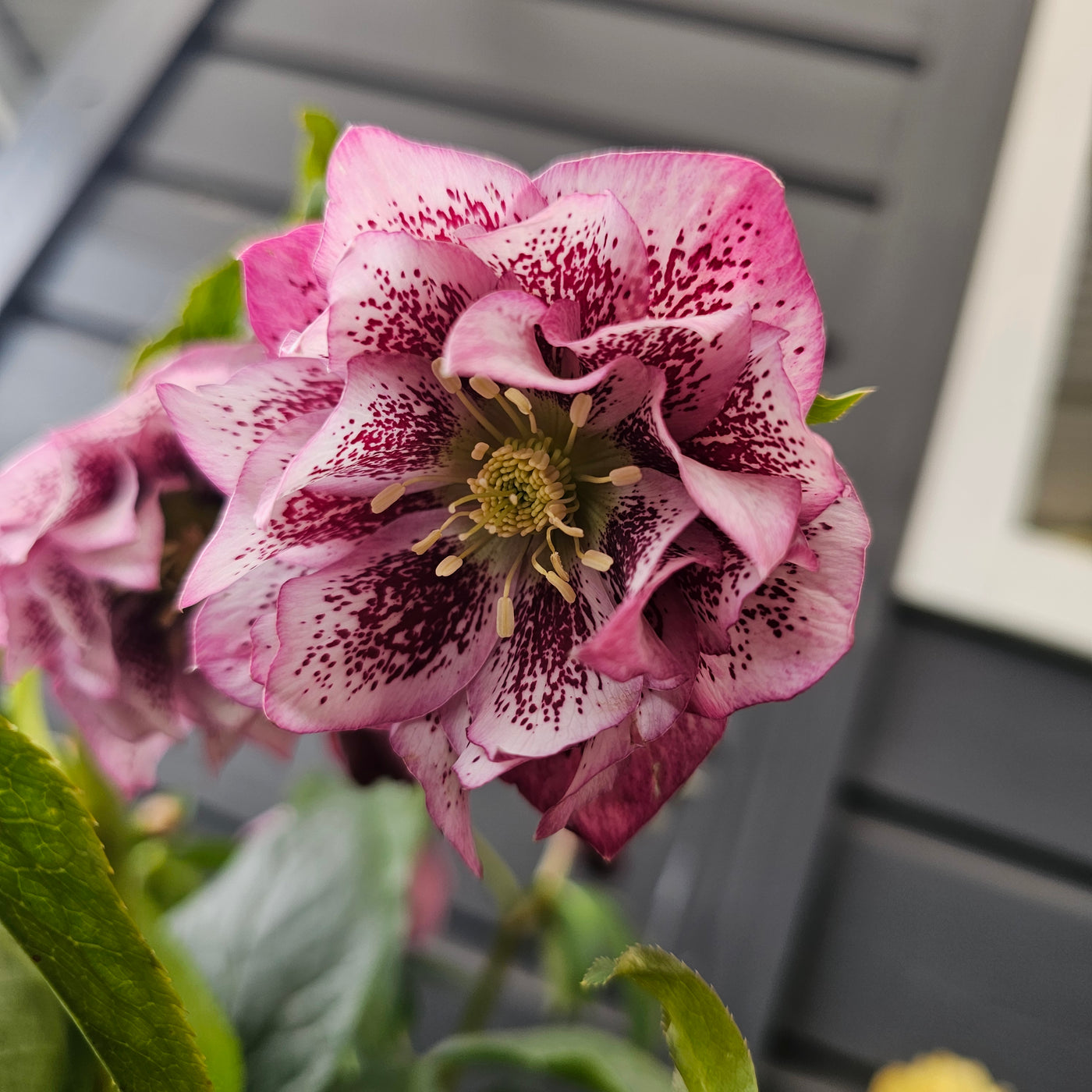 Helleborus x hybridus | Shades of Pink Double Hybrid | 2.5L