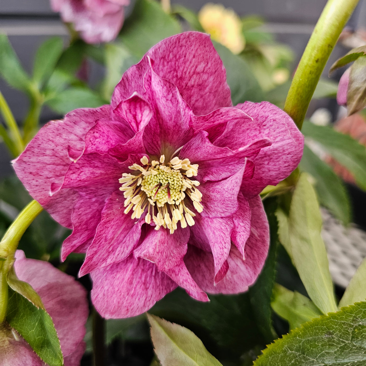 Helleborus x hybridus | Shades of Pink Double Hybrid | 2.5L