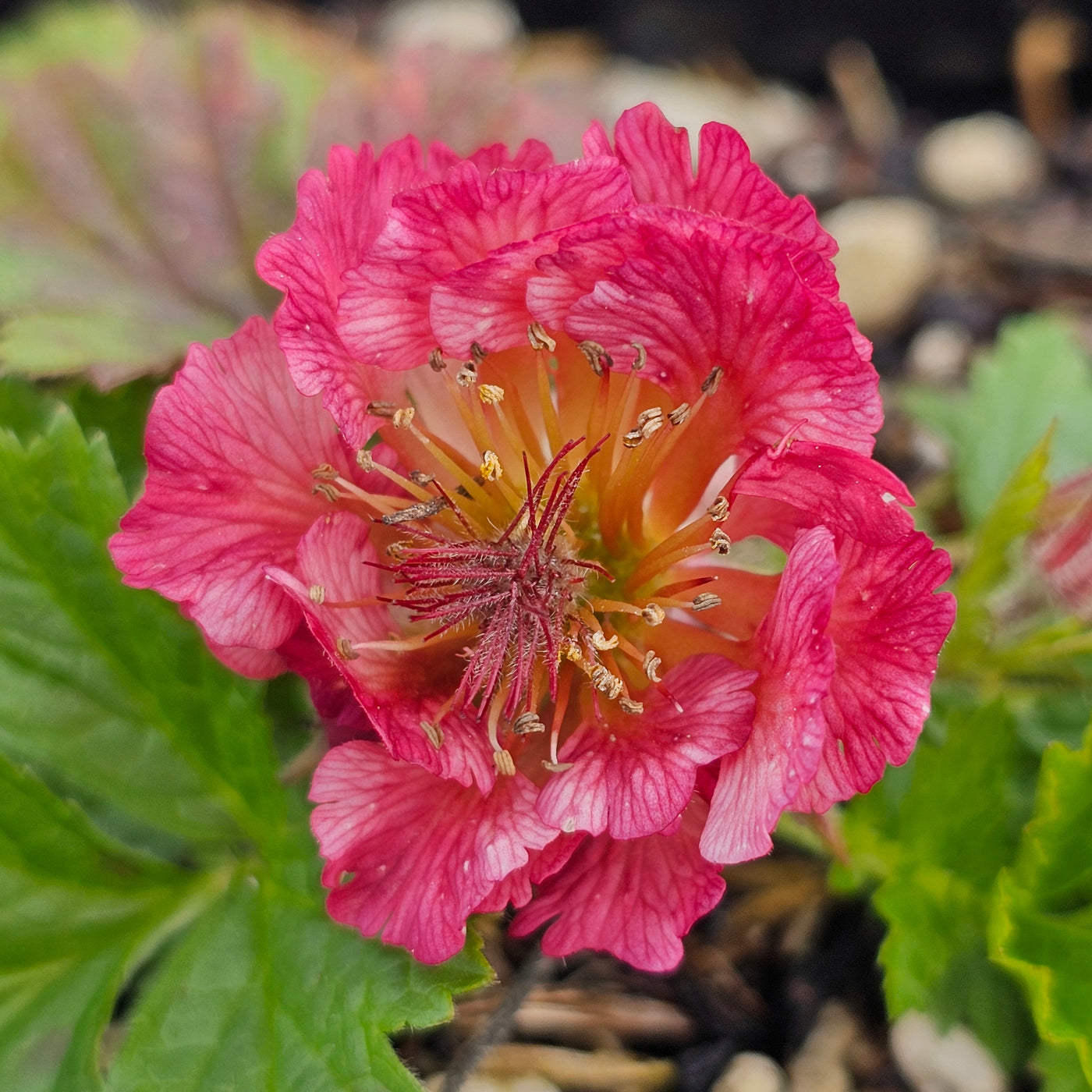 Geum rivale | Rosea