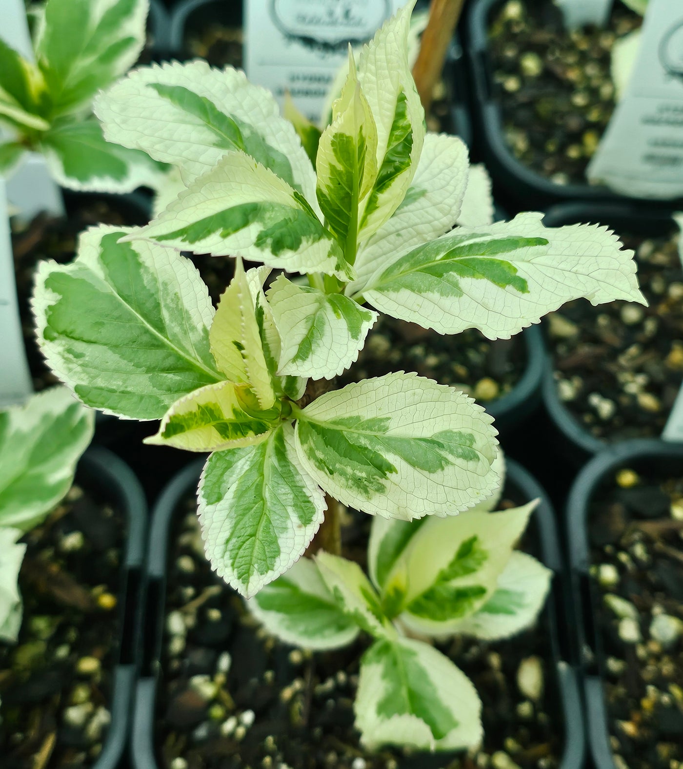 Hydrangea macrophyllum | Variegata