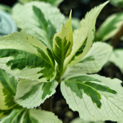 Hydrangea macrophyllum | Variegata