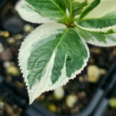 Hydrangea macrophyllum | Variegata