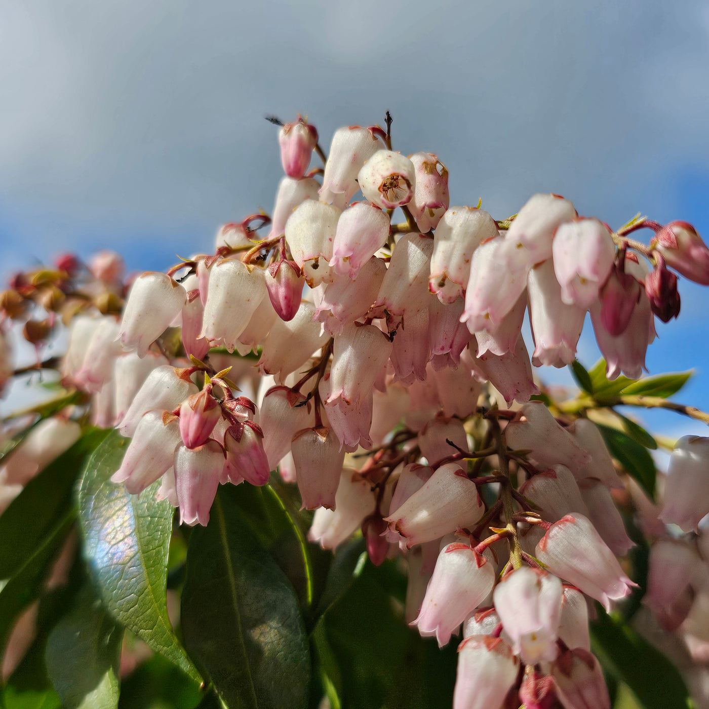 Pieris japonica | Christmas Cheer