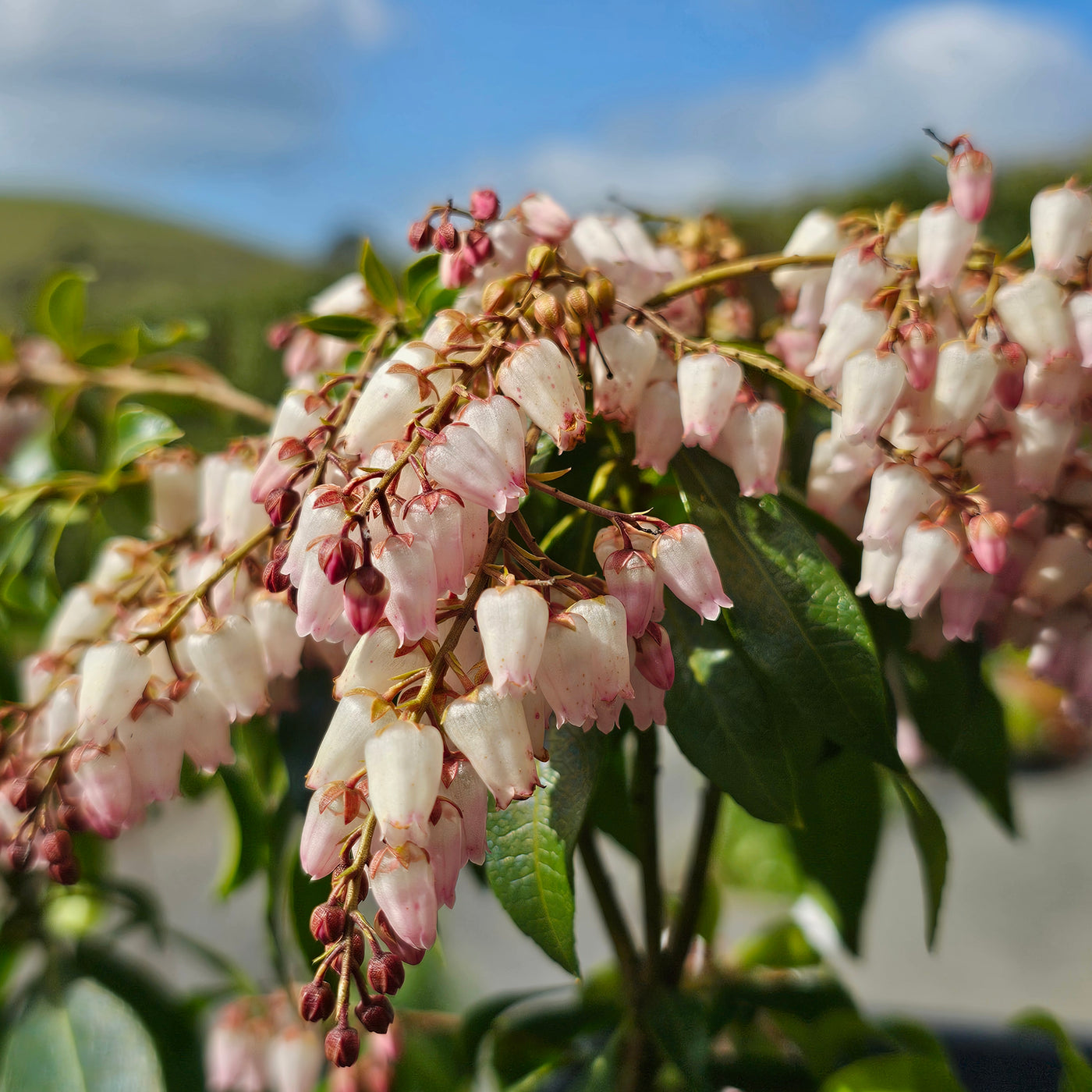 Pieris japonica | Christmas Cheer