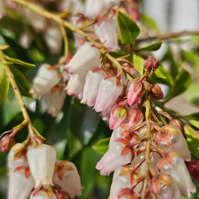 Pieris japonica | Christmas Cheer