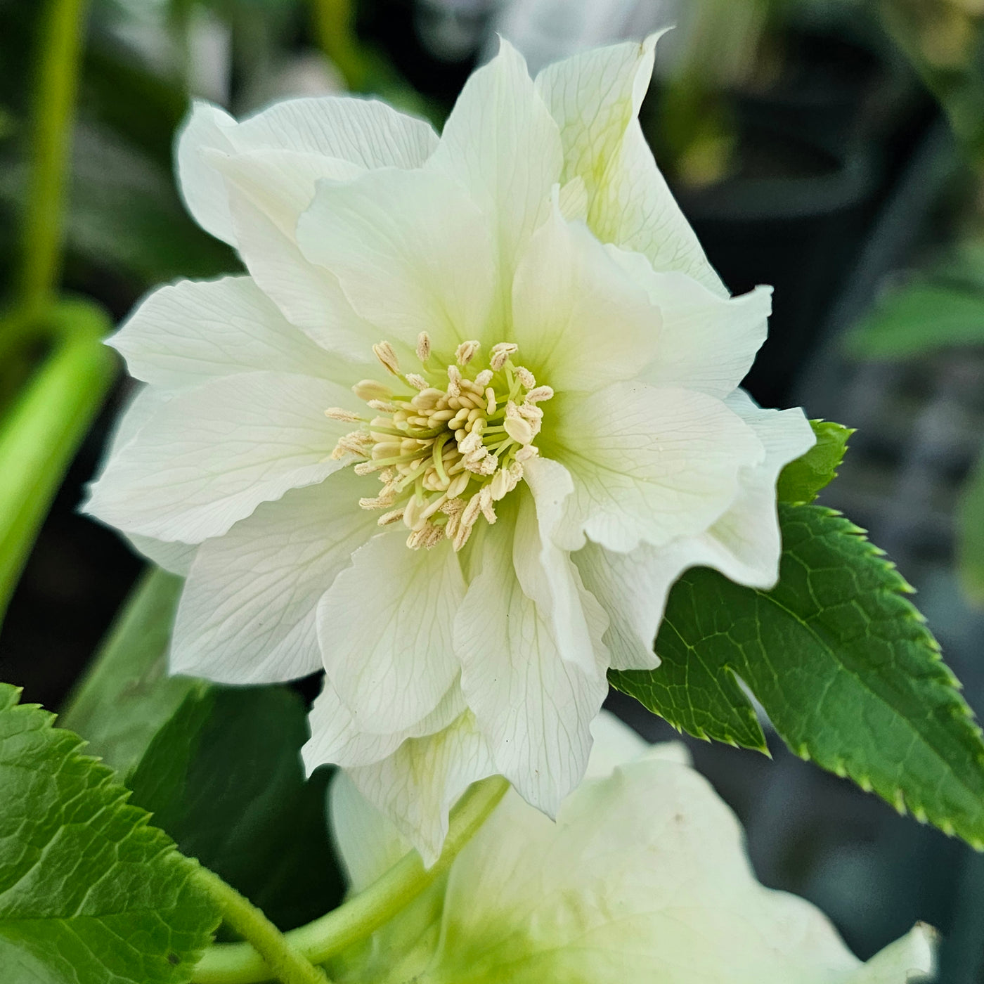 Helleborus x hybridus | Betty Ranicar | 2.5L