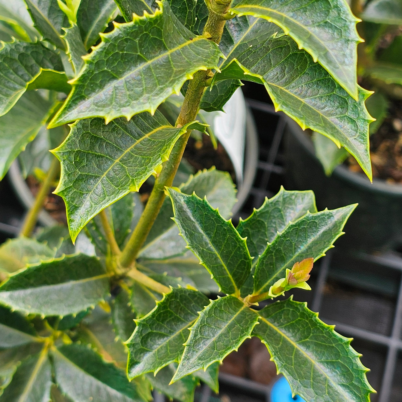 Osmanthus fragrans