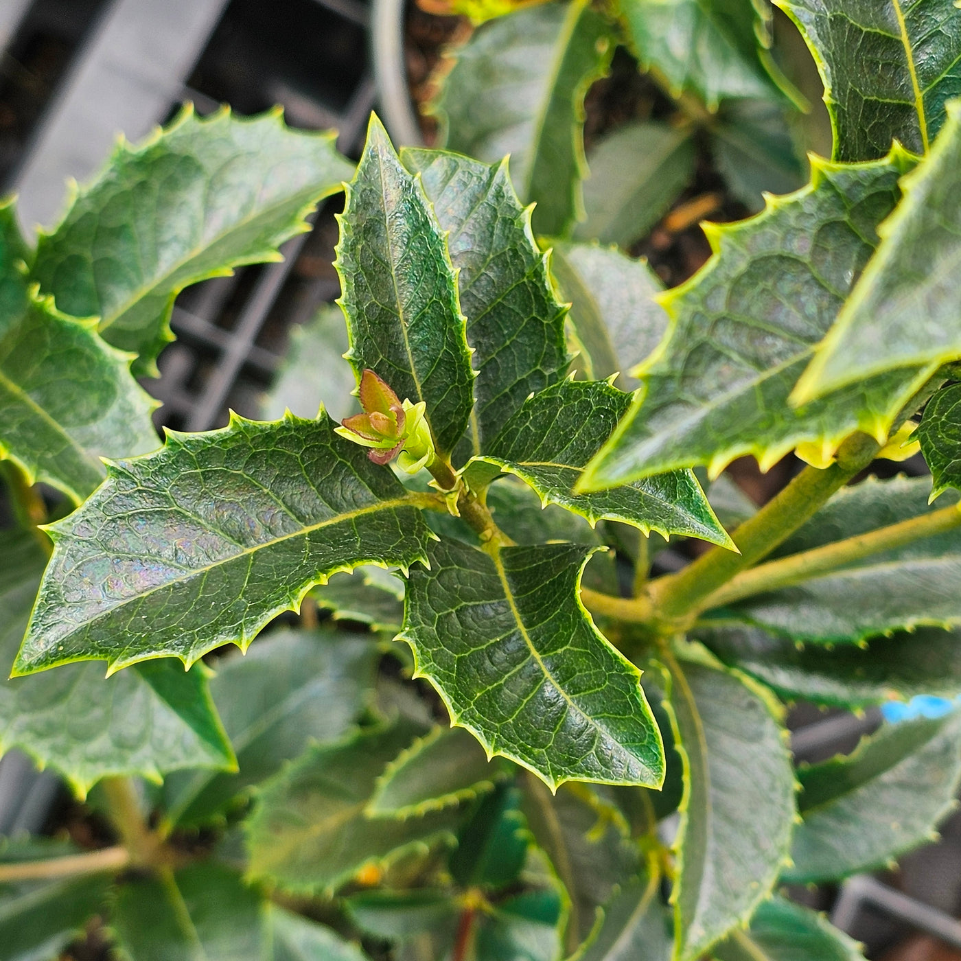 Osmanthus fragrans