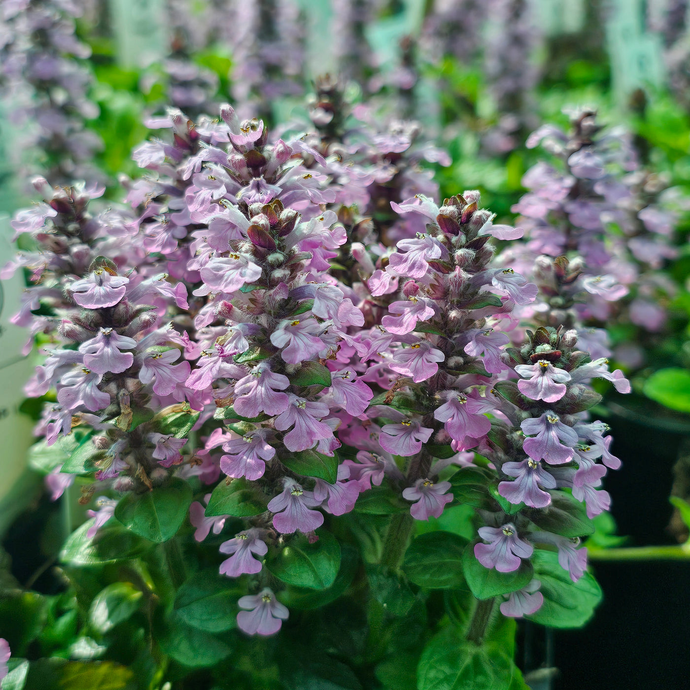 Ajuga reptans | Pink Spire