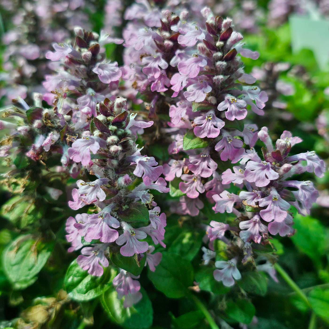 Ajuga reptans | Pink Spire