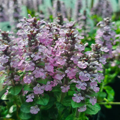 Ajuga reptans | Pink Spire