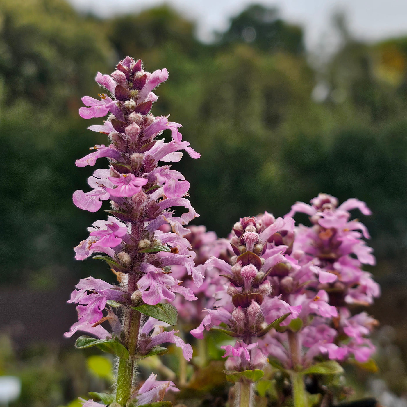 Ajuga reptans | Pink Elf