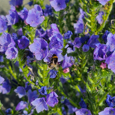 Echium Sp. | Blue Bedder