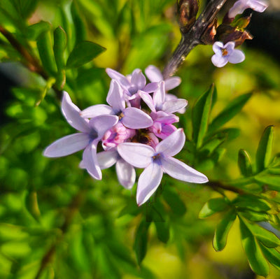 Syringa x laciniata