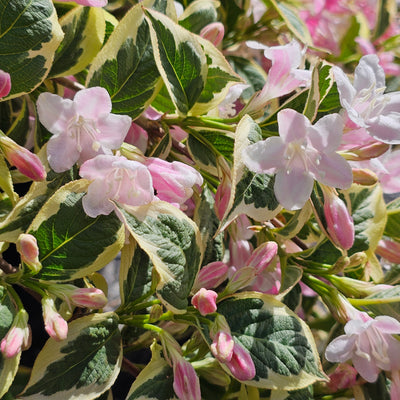 Weigela | Florida Variegata | Apple Blossom