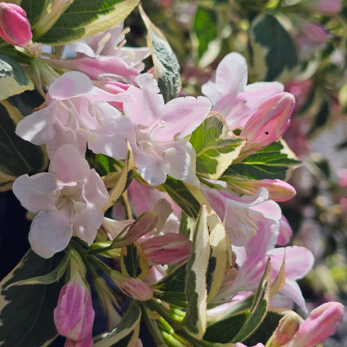 Weigela | Florida Variegata | Apple Blossom