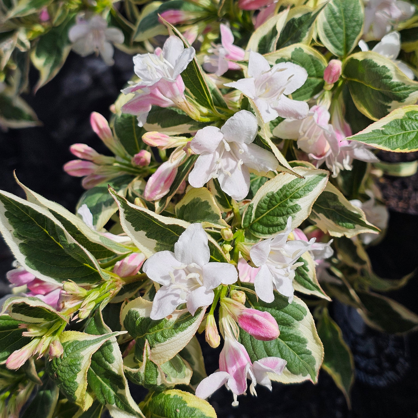 Weigela | Florida Variegata | Apple Blossom