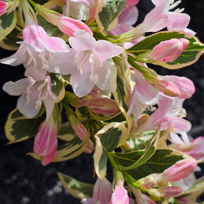 Weigela | Florida Variegata | Apple Blossom