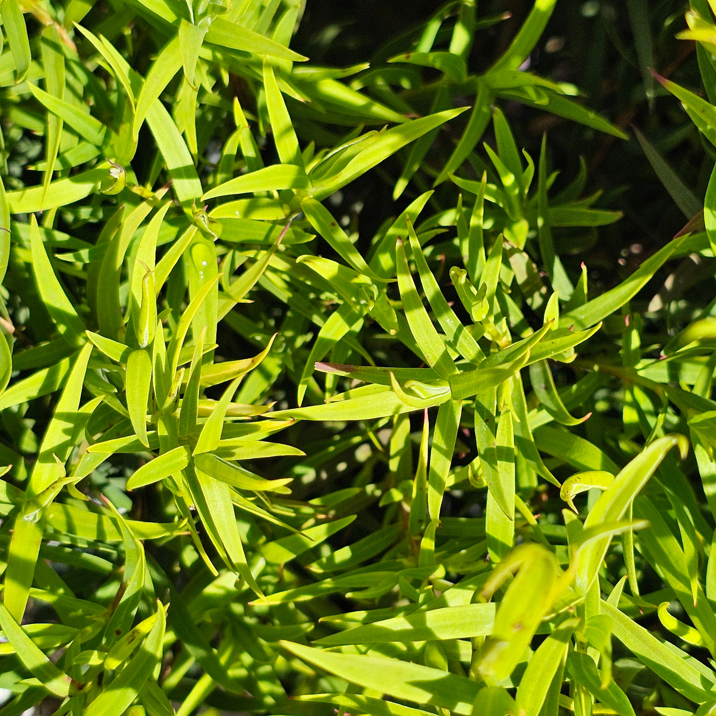 Melaleuca linariifolia