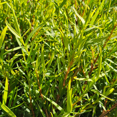 Melaleuca linariifolia