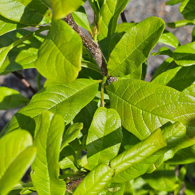 Magnolia stellata