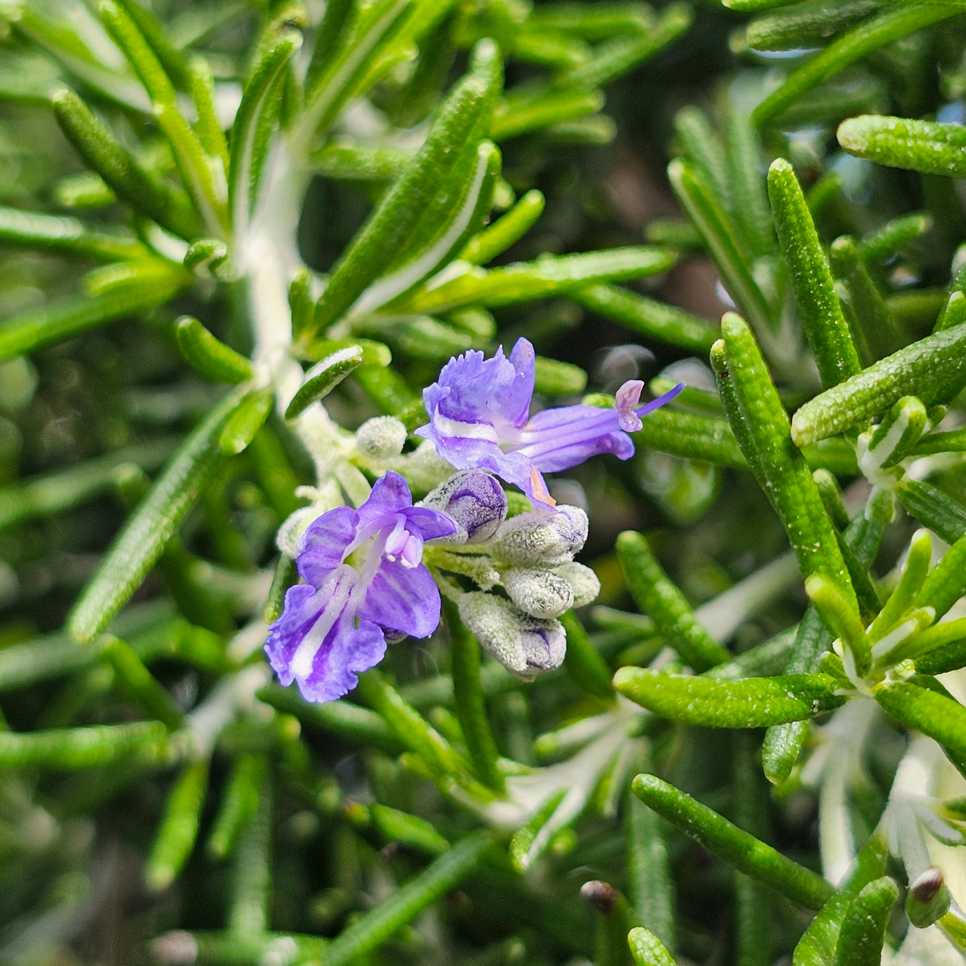 Rosmarinus officinalis | Chef's Choice PVR