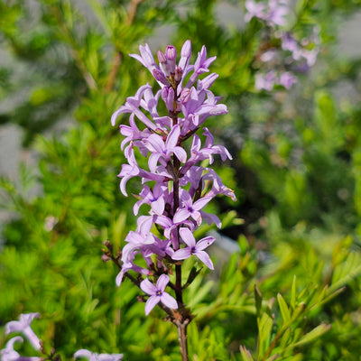 Syringa x laciniata