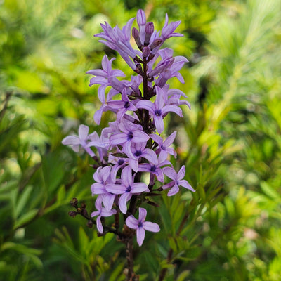 Syringa x laciniata