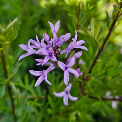 Syringa x laciniata