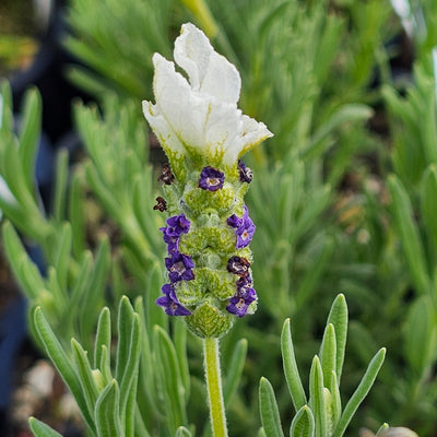 Lavendula castilliano | White