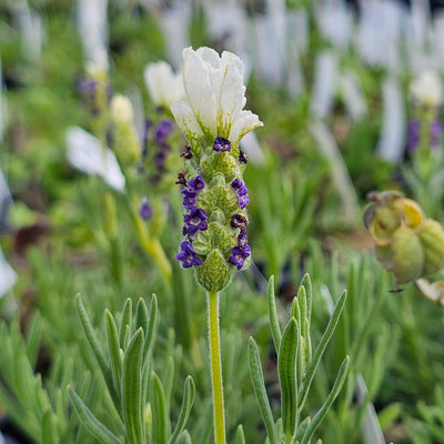 Lavendula castilliano | White