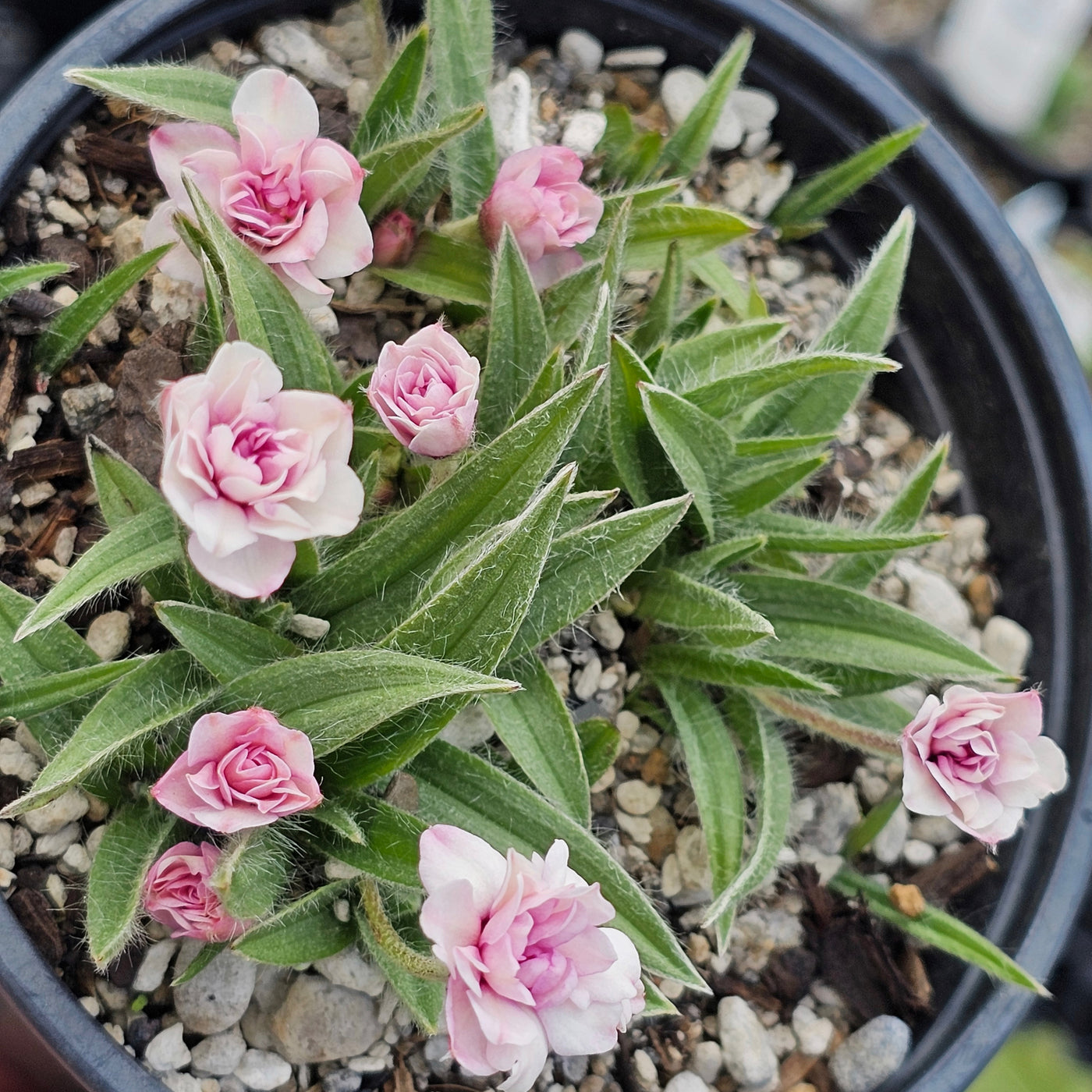 Rhodohypoxsis baurii | Dusky Rose