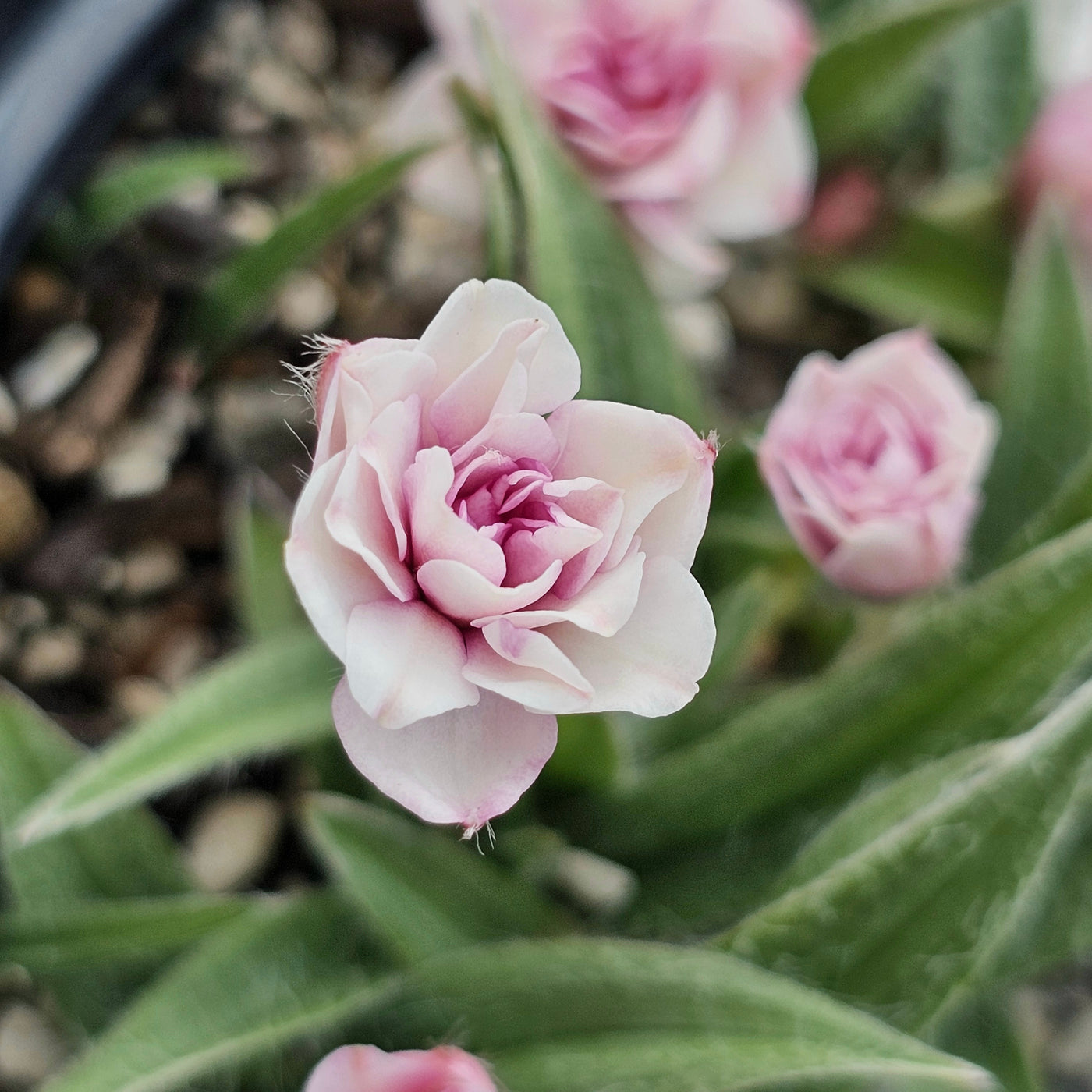 Rhodohypoxsis baurii | Dusky Rose