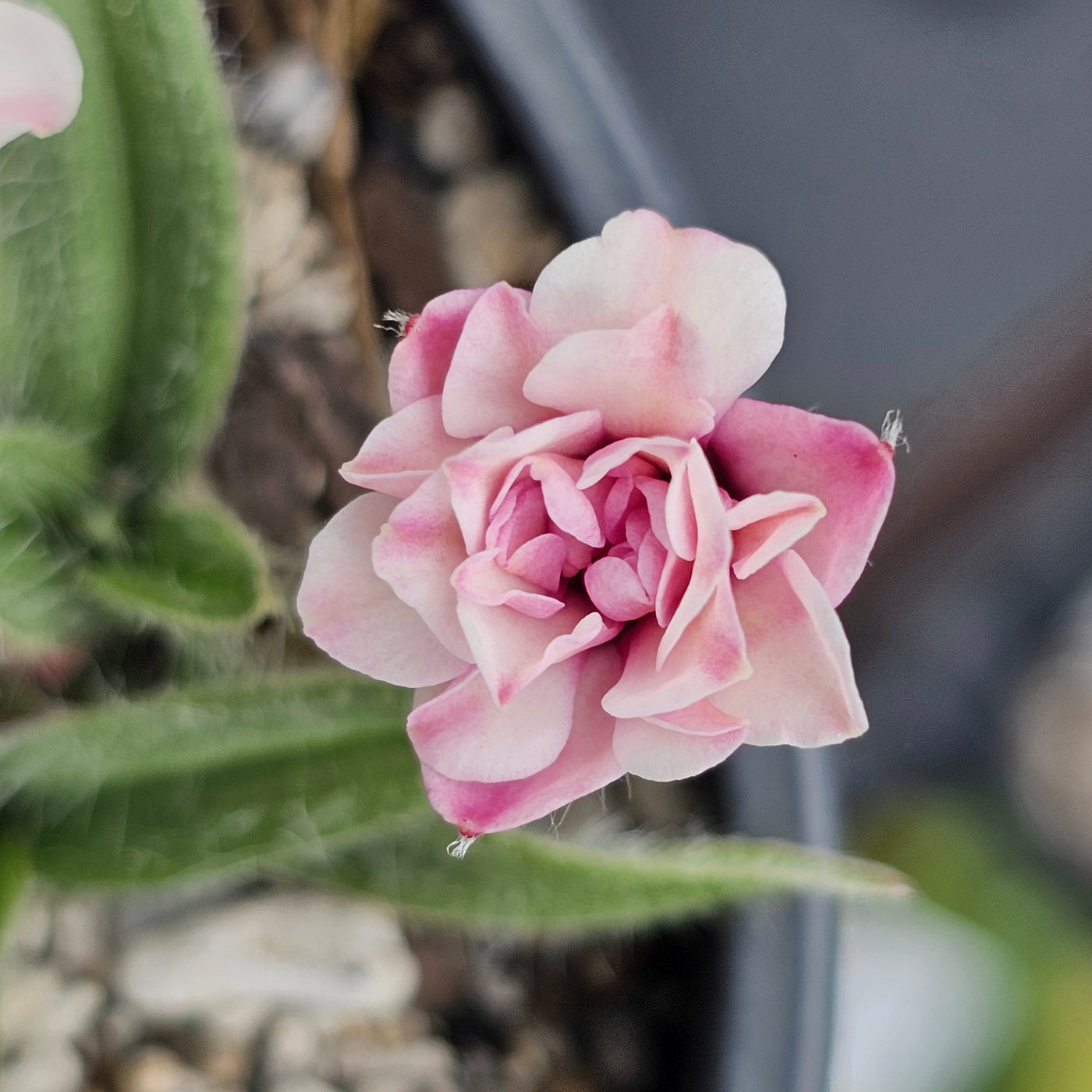 Rhodohypoxsis baurii | Dusky Rose