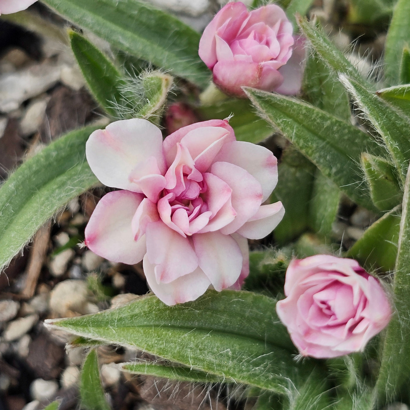 Rhodohypoxsis baurii | Dusky Rose